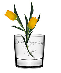 Image showing yellow tulips