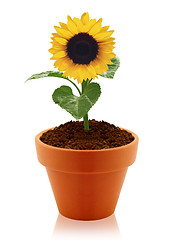 Image showing sunflower in clay pot 