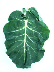 Image showing Leaf of a broccoli 