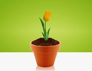 Image showing Yellow Tulip