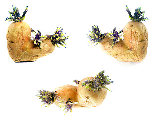 Image showing potato sprouts