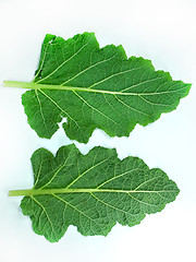 Image showing Leaf of a broccoli 