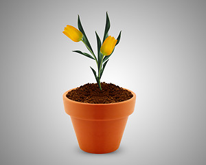 Image showing flower in clay pot 