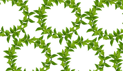 Image showing Wreath from Green leaves