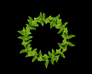 Image showing Wreath from Green leaves