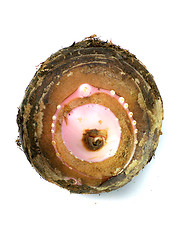 Image showing Taro Root Vegetable