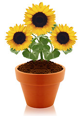 Image showing sunflower in clay pot 