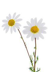 Image showing Daisy flowers