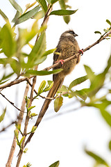 Image showing Beautilful long tailed bird on a tree