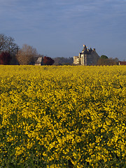 Image showing Motte castle at sunrise from a rapeseed field in spring, Usseau 