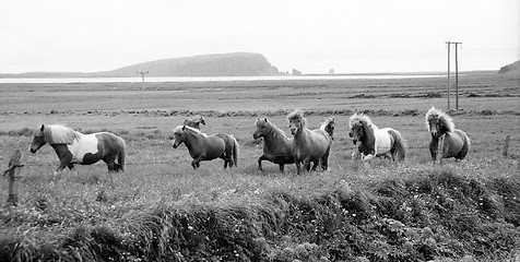 Image showing Icelandic horses