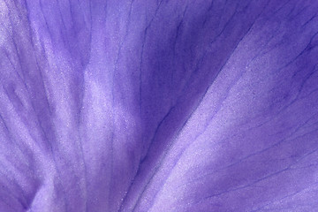 Image showing texture of a petal