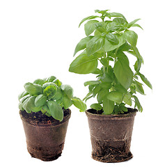 Image showing basil in pots isolated