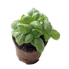 Image showing basil in pot isolated