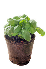 Image showing basil in pot isolated