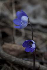 Image showing blue anemones