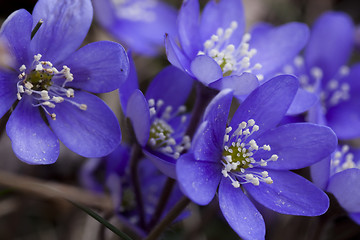 Image showing blue anemones