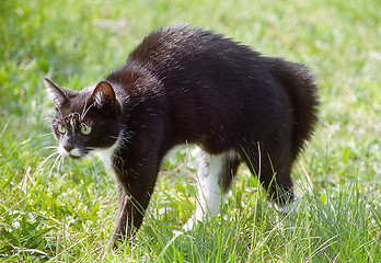 Image showing Cat with arched back