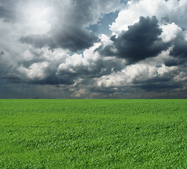 Image showing green grass and blue cloudly sky