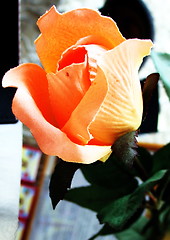 Image showing Paper flower