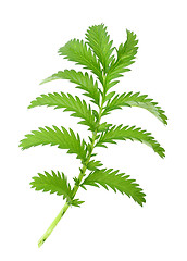 Image showing One green leaf