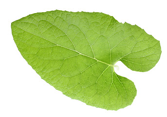 Image showing One green leaf