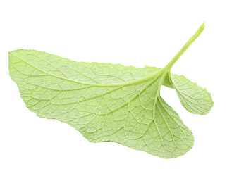 Image showing One green leaf