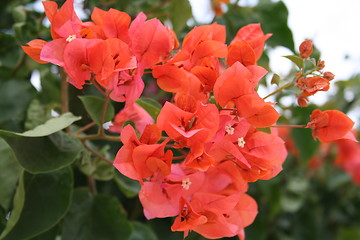 Image showing Bougainvillea with lovely colour