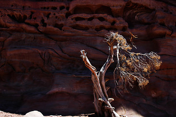 Image showing Petra,Jordan