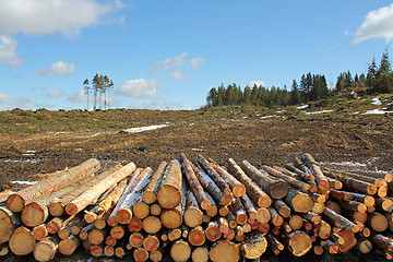 Image showing Forest clear cut