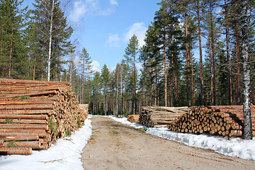 Image showing Logging Road at Spring