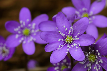 Image showing Hepatica nobilis flowers