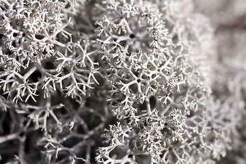 Image showing Background of Cladonia stellaris lichen