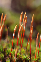 Image showing Sporophytes of Polytrichum juniperinum moss