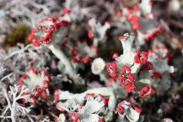 Image showing Cladonia pleurota lichen