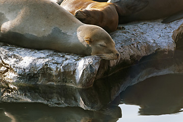 Image showing Sea Lions