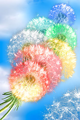 Image showing Dandelion flowers on blue sky background