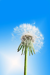 Image showing Dandelion flower on blue sky