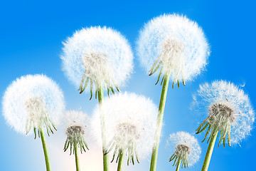 Image showing Dandelions on blue sky background