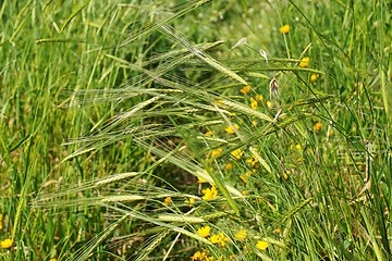 Image showing Wild-growing cereals on green meadow in spring