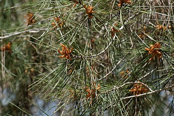 Image showing Male pollen cones (strobili) on pine tree, shallow DOF