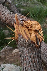 Image showing Cracked pinetree closeup