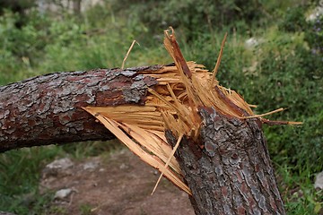 Image showing Cracked pinetree closeup