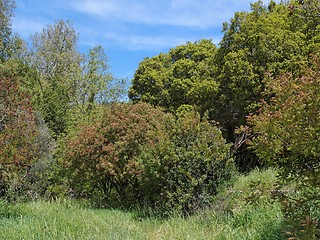 Image showing Small clearing in the Mediterranean forest in bright spring day