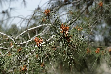 Image showing Male pollen cones (strobili) on pine tree, shallow DOF 