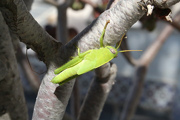 Image showing Grasshopper