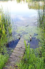 Image showing small river bridge. natural green water flora. 