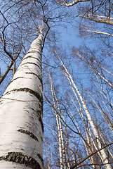 Image showing background of birch tree trunks tops on blue sky 