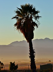 Image showing palm tree