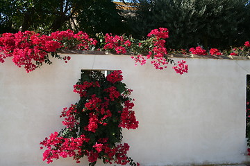 Image showing Red bougainvillea against white wall